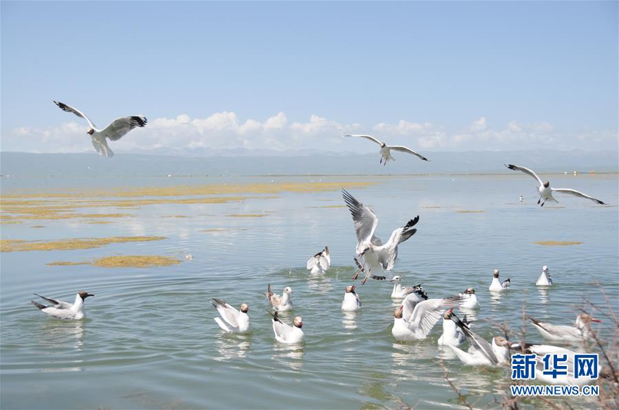 （新華全媒頭條·圖文互動）（10）大湖見證 ——持續保護讓青海湖生態華麗“蝶變”