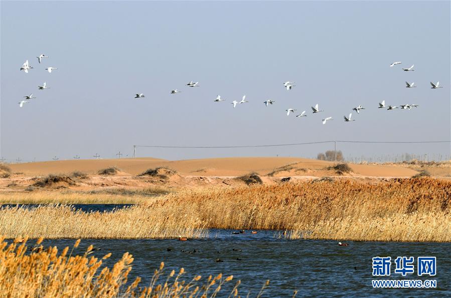 （圖文互動）（1）我國第八大沙漠境內濕地迎來大批遷徙候鳥