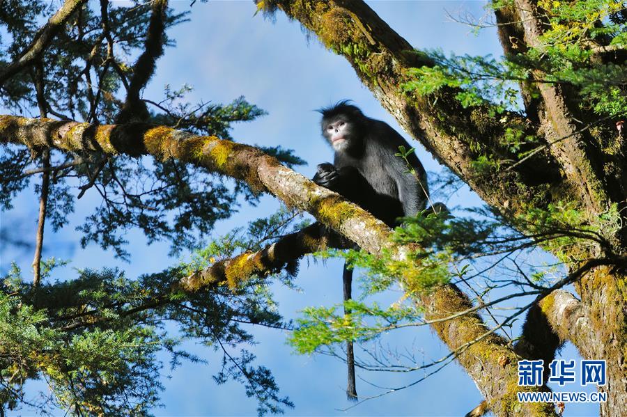 （图文互动）（1）科研人员摸清高黎贡山西坡怒江金丝猴种群数量