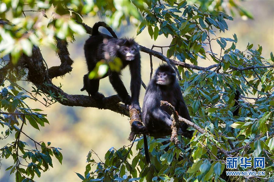 （图文互动）（3）科研人员摸清高黎贡山西坡怒江金丝猴种群数量