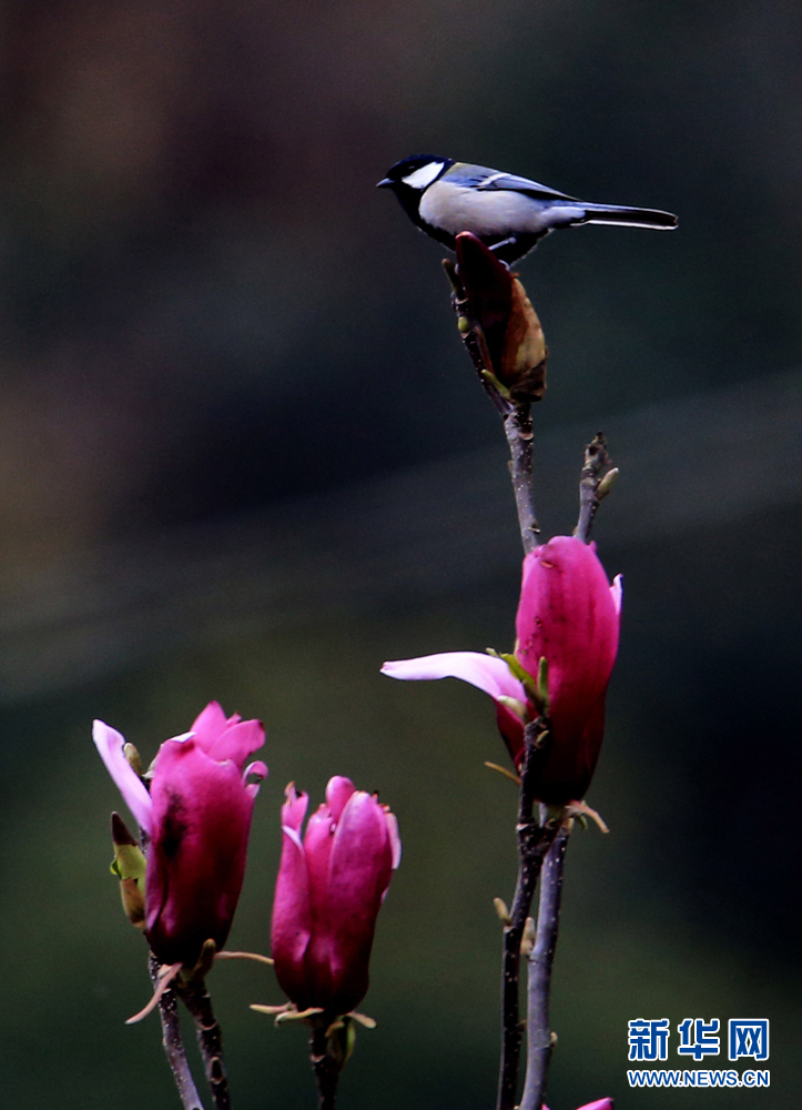 3月24日,安徽皖南,休宁金佛山生态公园内,一只小鸟飞落在枝头上"
