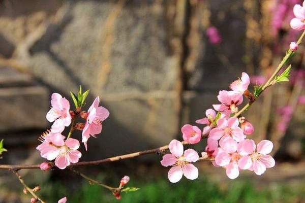 三月春色花荡漾 又是一年 吃花 季 新华网