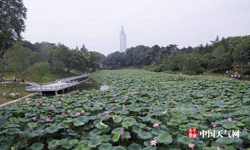 南京玄武湖荷花多多绽放比美 市民赏荷热情高涨