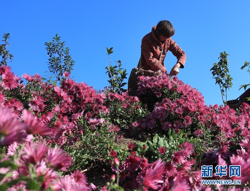 徽州紫菊漫山开虽是秋来春意浓 新华网