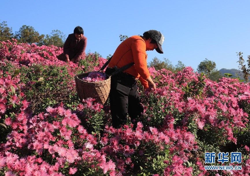 徽州紫菊漫山开虽是秋来春意浓 新华网