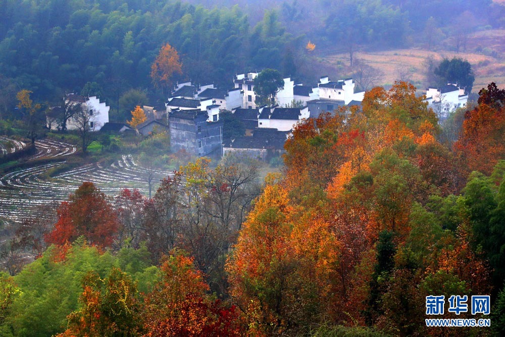 11月22日,初冬时节的安徽省黄山市黟县塔川景区层林尽染,色彩愈浓.