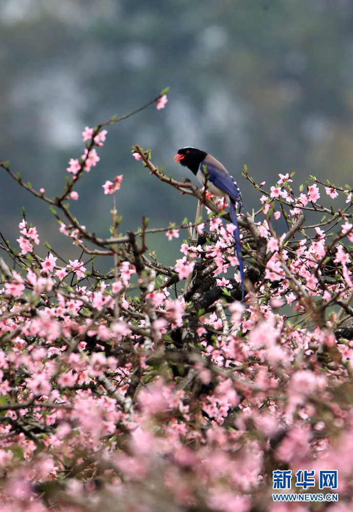 3月25日,安徽黟县五里桃园内,一只红嘴蓝尾喜鹊停歇在桃树枝头.