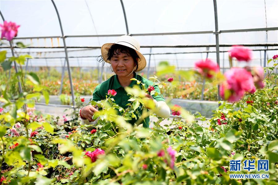 （经济）（2）安徽：“鲜花经济”助力乡村振兴