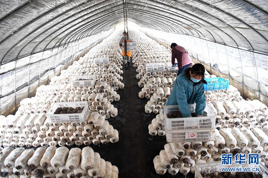 （經濟）（1）安徽肥西：採摘蘑菇供應市場