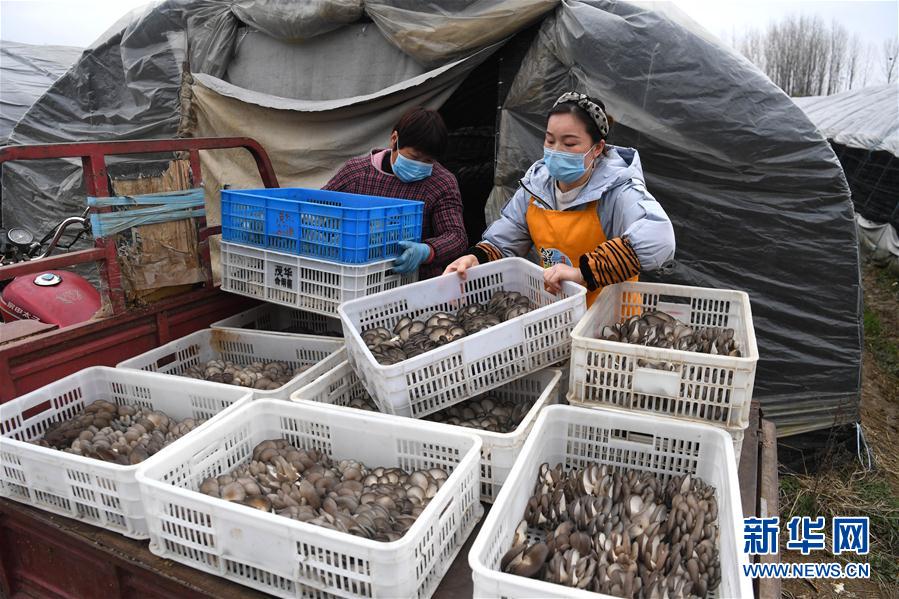 （經濟）（4）安徽肥西：採摘蘑菇供應市場