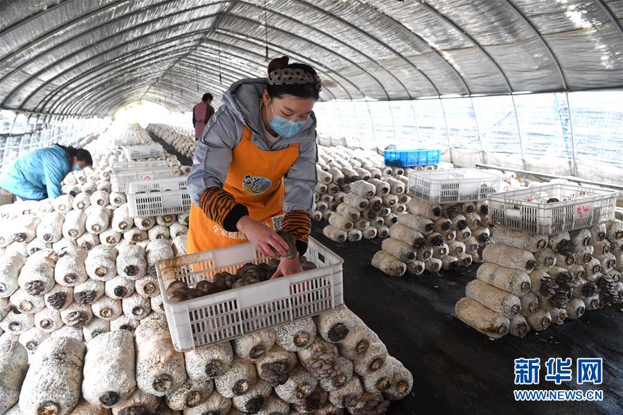 （經濟）（3）安徽肥西：採摘蘑菇供應市場