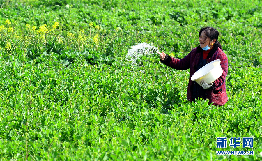2月23日,安徽省六安市金安区木厂镇新庄村一名村民在给油菜追肥.