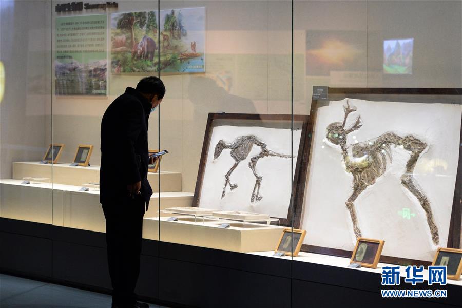 （社会）（3）安徽省地质博物馆恢复开放
