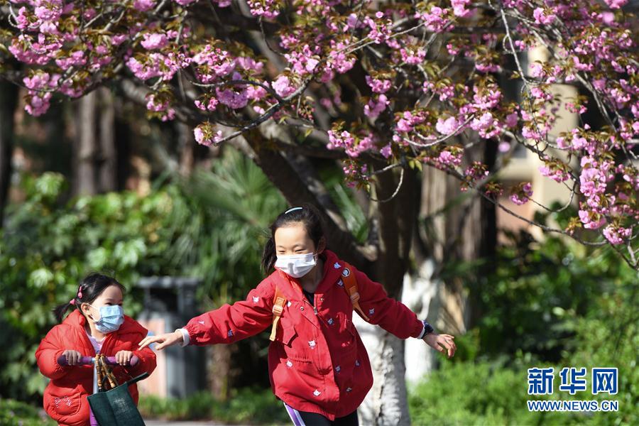 （环境）（1）中国科大校园樱花绽放