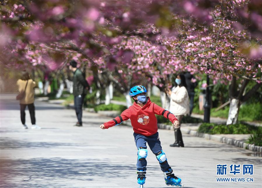（环境）（2）中国科大校园樱花绽放
