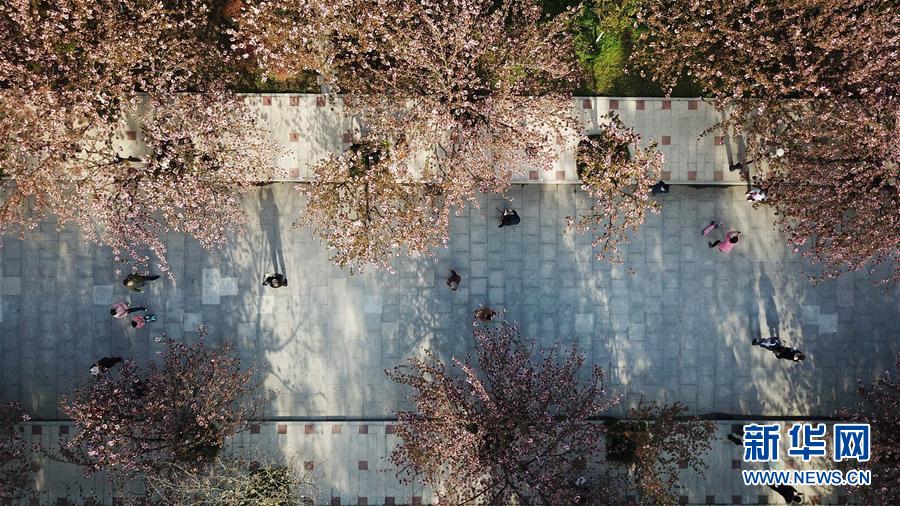 （环境）（3）中国科大校园樱花绽放