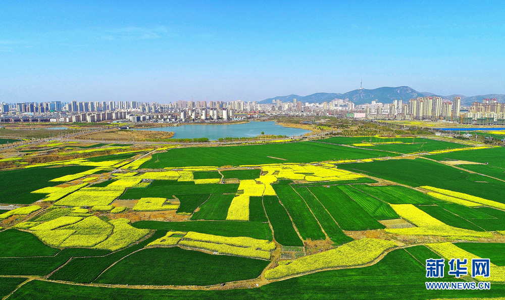 安徽淮北:花开春意浓 田园好风光