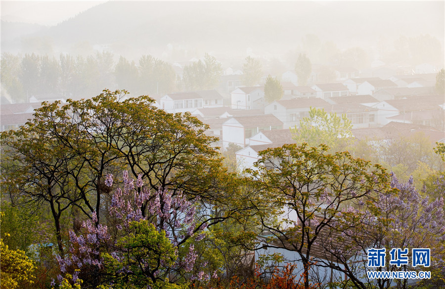 4月12日清晨,薄雾笼罩下的安徽省淮北市南山村,掩映在梧桐花海中,如