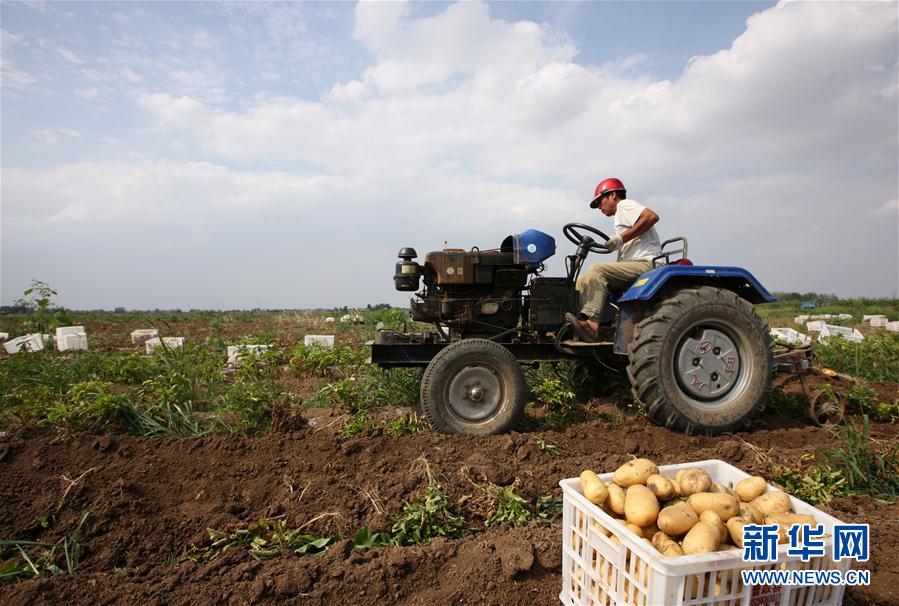 #（经济）（3）安徽蒙城：“订单马铃薯”助农增收