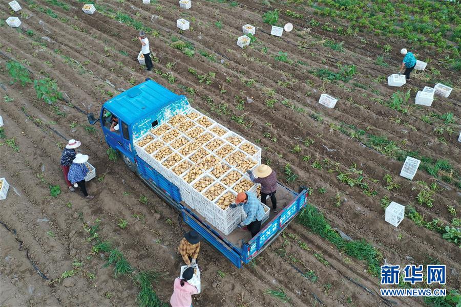 #（经济）（1）安徽蒙城：“订单马铃薯”助农增收
