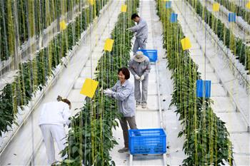 安徽肥西：大力推广现代农业发展模式