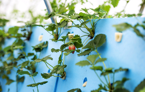 草莓出“墻” “黑科技”農業亮相
