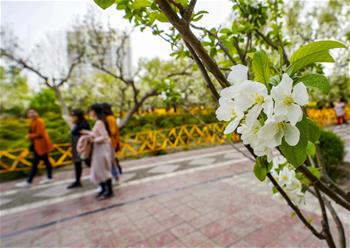 新疆庫爾勒：梨城四月花正香