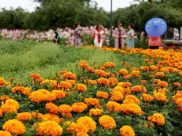 北京植物园以及世界花卉大观园,市民游客可以尽情观赏种类繁多的菊花