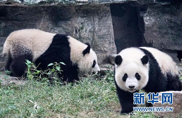 （社會）（4）雙胞胎大熊貓“萌寶”和“萌玉”落戶北京動物園