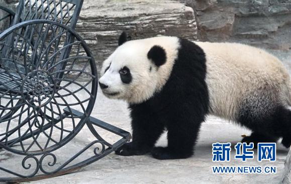 （社會）（3）雙胞胎大熊貓“萌寶”和“萌玉”落戶北京動物園