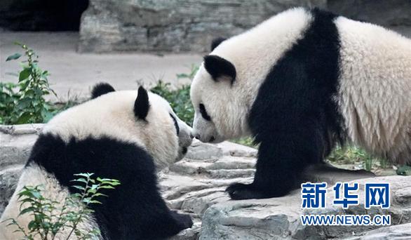 （社會）（1）雙胞胎大熊貓“萌寶”和“萌玉”落戶北京動物園