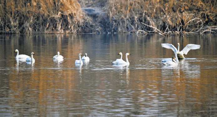 19只天鹅飞临琉璃河湿地公园