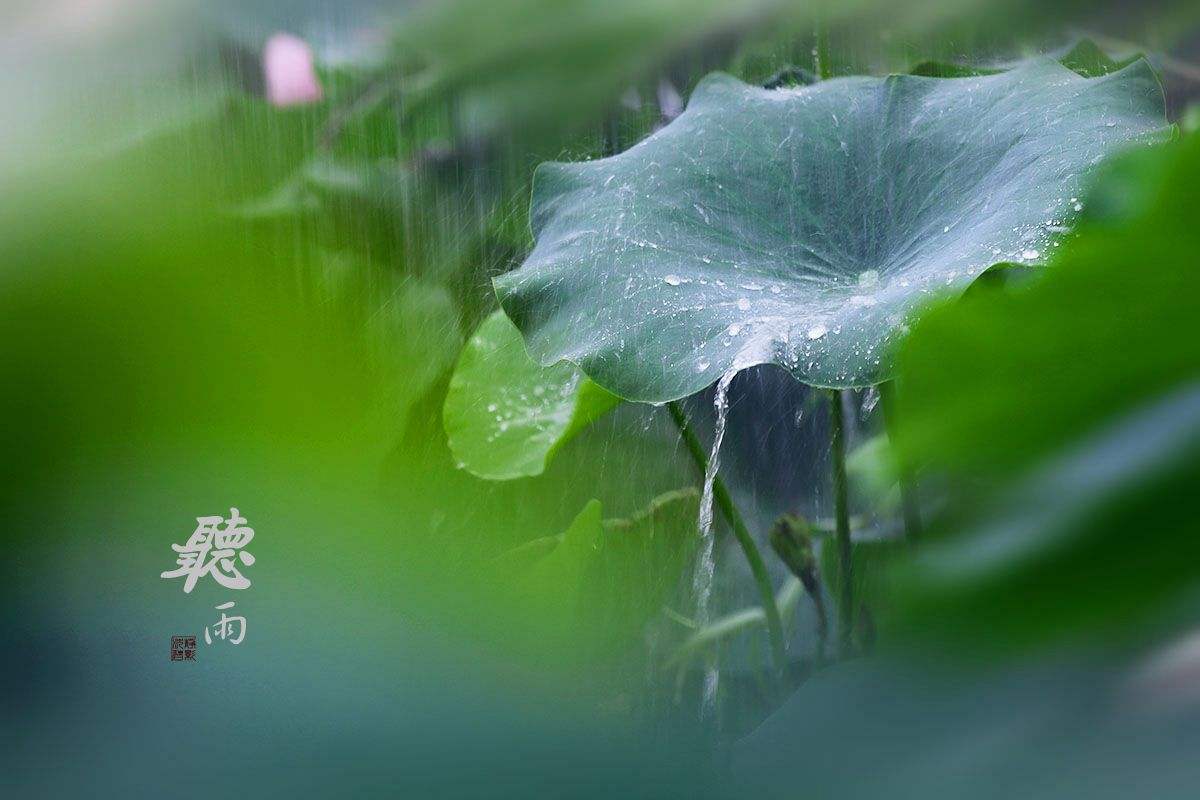 听雨-新华网