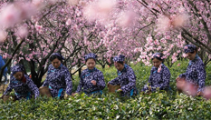 南京：钟山雨花茶春茶开炒