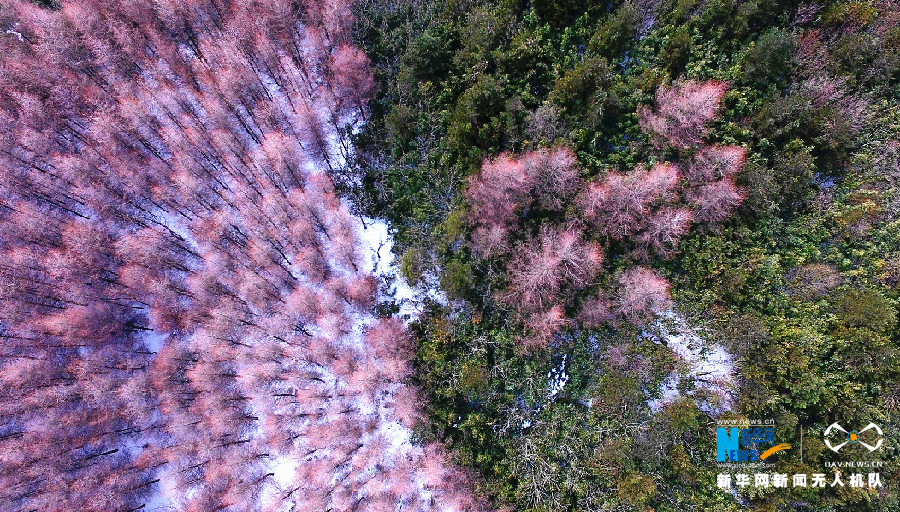 图为无人机航拍猫儿背初春雪景,森林呈现出青红相间的景致.