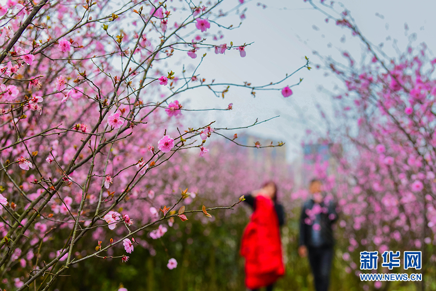 图为綦江区沙溪公园鲜花盛开,市民在花丛中踏青赏花,享受春日好时光.