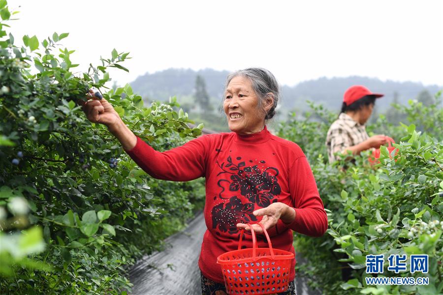 （社會）（1）藍莓産業助農增收