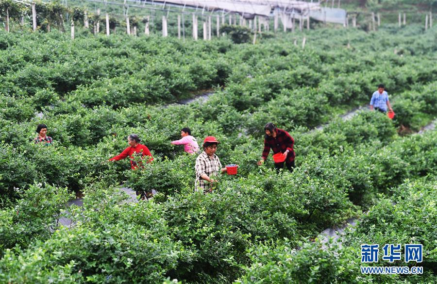 （社會）（2）藍莓産業助農增收