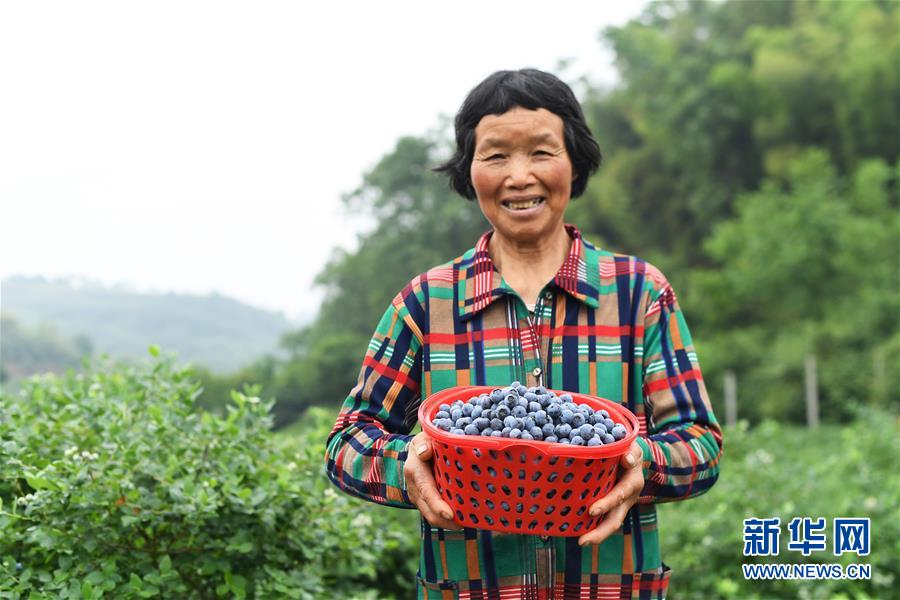 （社會）（3）藍莓産業助農增收
