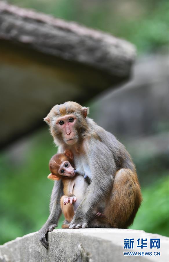 （環境）（1）重慶渝北：生態環境改善 野生獼猴聚集