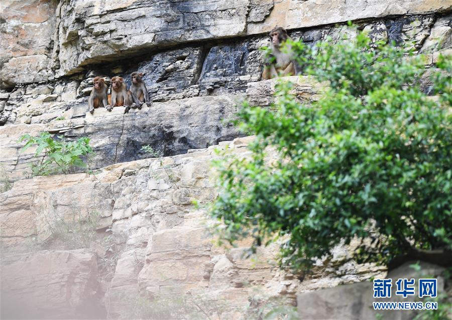 （環境）（2）重慶渝北：生態環境改善 野生獼猴聚集