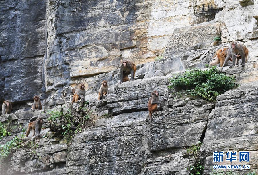 （環境）（5）重慶渝北：生態環境改善 野生獼猴聚集