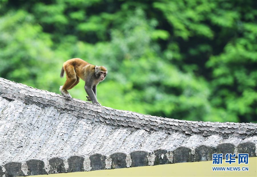（環境）（6）重慶渝北：生態環境改善 野生獼猴聚集