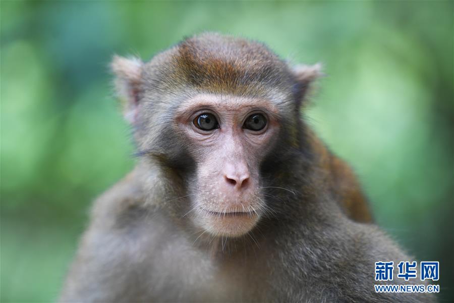 （環境）（7）重慶渝北：生態環境改善 野生獼猴聚集