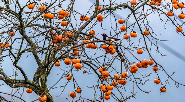 群鸟“闹柿”绘就冬日趣味图景