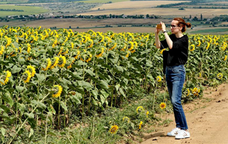 乌克兰：葵花盛放