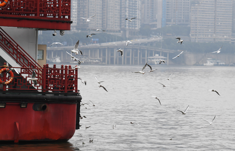 重慶：紅嘴鷗“到訪”山水之城