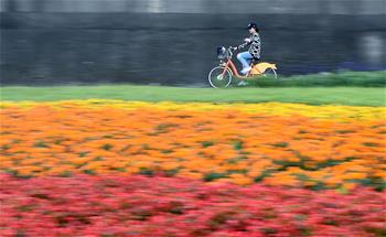 台北河滨公园花团锦簇