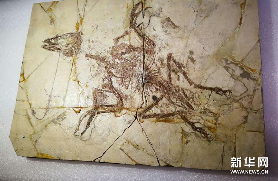 （图文互动）海外追缴古生物化石特展在河南郑州开展