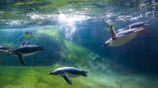 比利時：天堂動物園裏的巴布亞企鵝